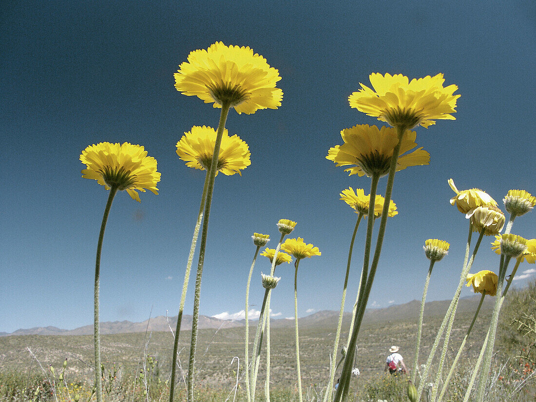 Sonora Desert springtime, vegetation