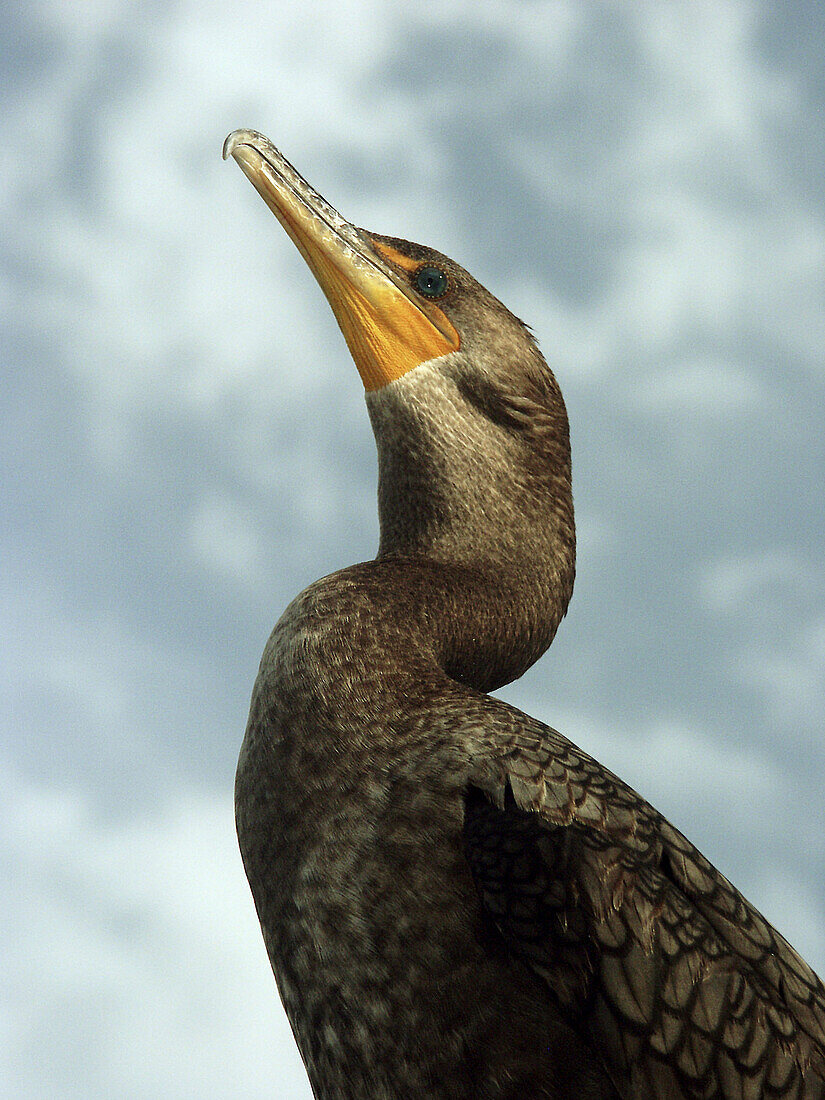 Florida Everglades, anhinga