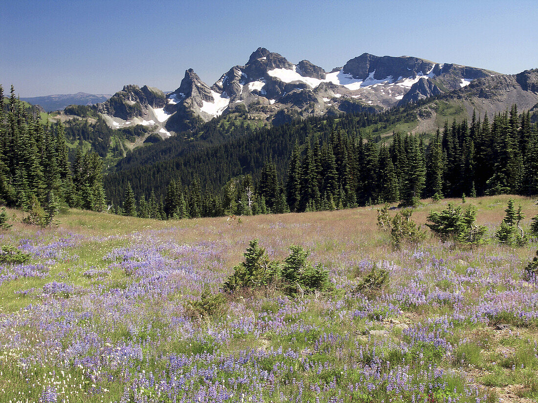 Flowers on slope of Mt Rainier