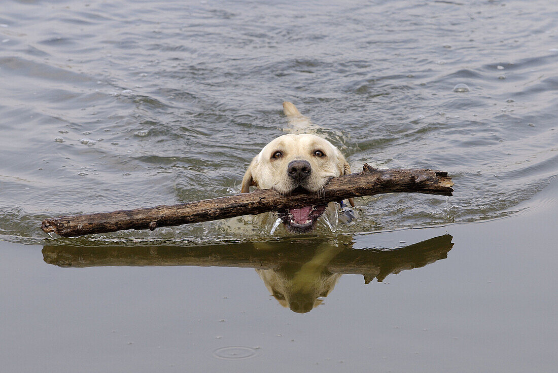 Rescue dog. Ter river mouth. Girona province. Spain.