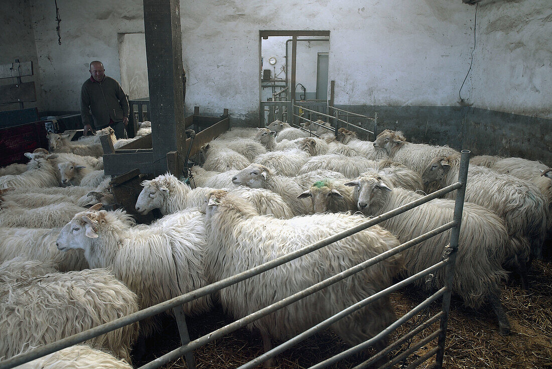 Typical Basque Country sheep for the production of sheep cheese Agerre-Buru by José Luis Odriozola. Aia. Guipuzcoa province. Euskadi. Spain.