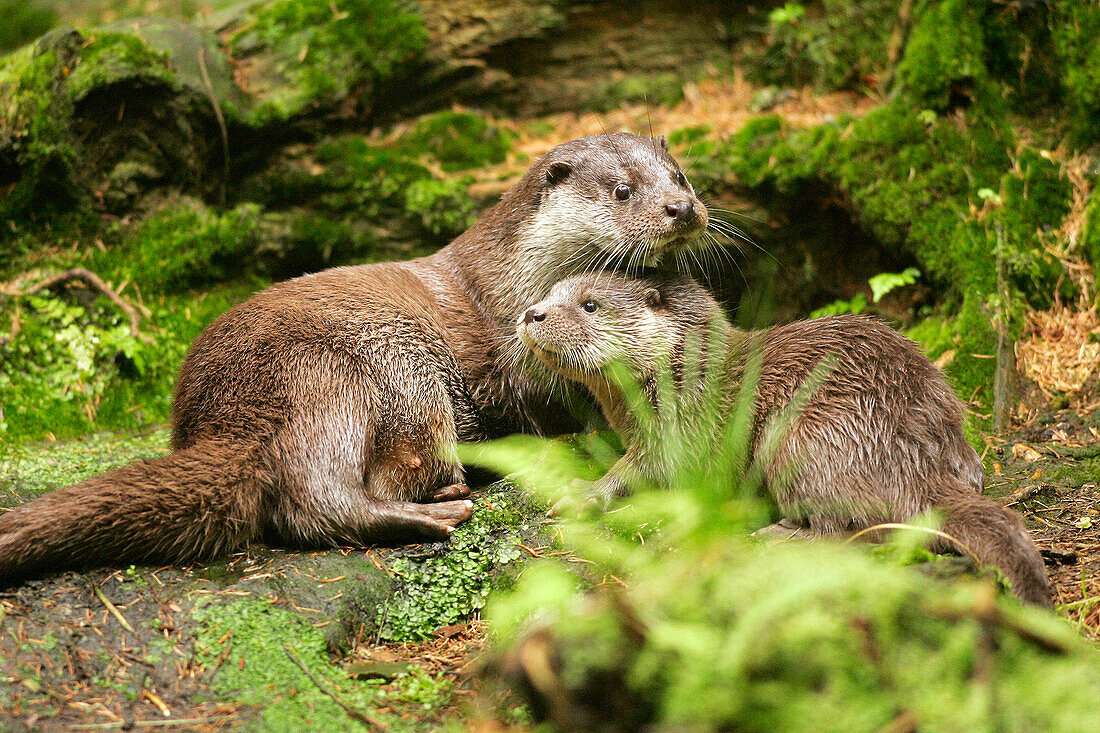 Otter (Lutra lutra). Captive, Germany