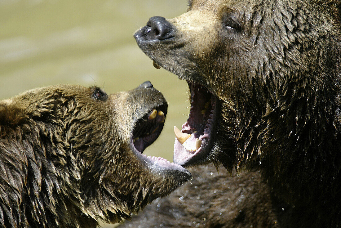 Brown bears (Ursus arctos) having a play-fight. Captives. Bavarian Forest National Park. Bavaria. Germany