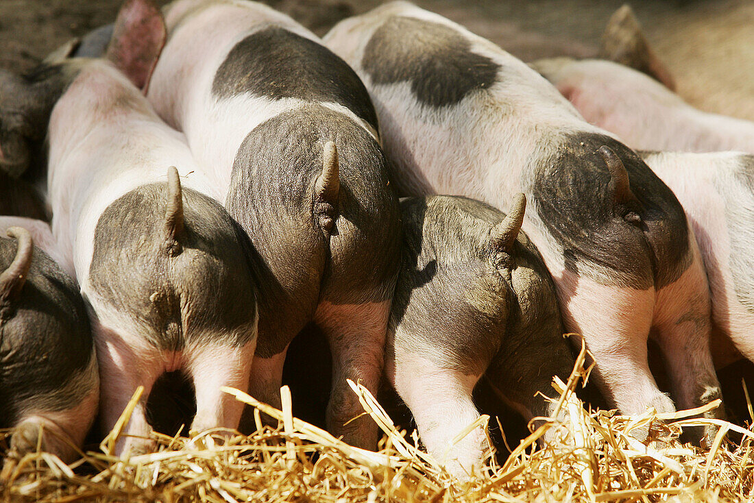 Domestic pig, piglets suckling. Germany