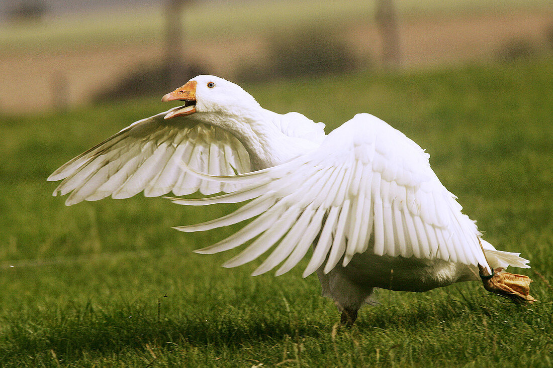 Domestic goose