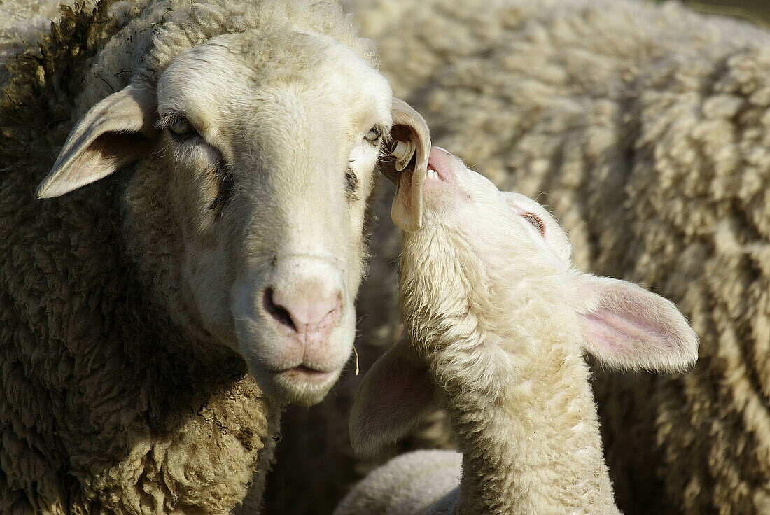 Merino Sheep, lamb