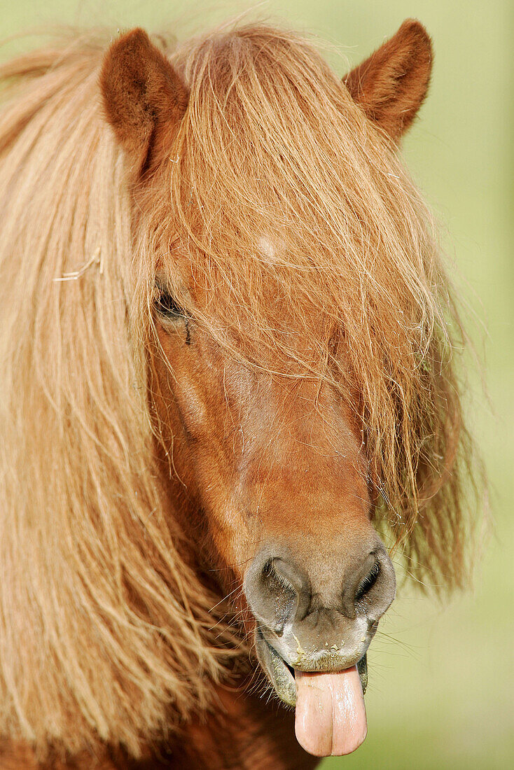 Icelandic horse. Germany