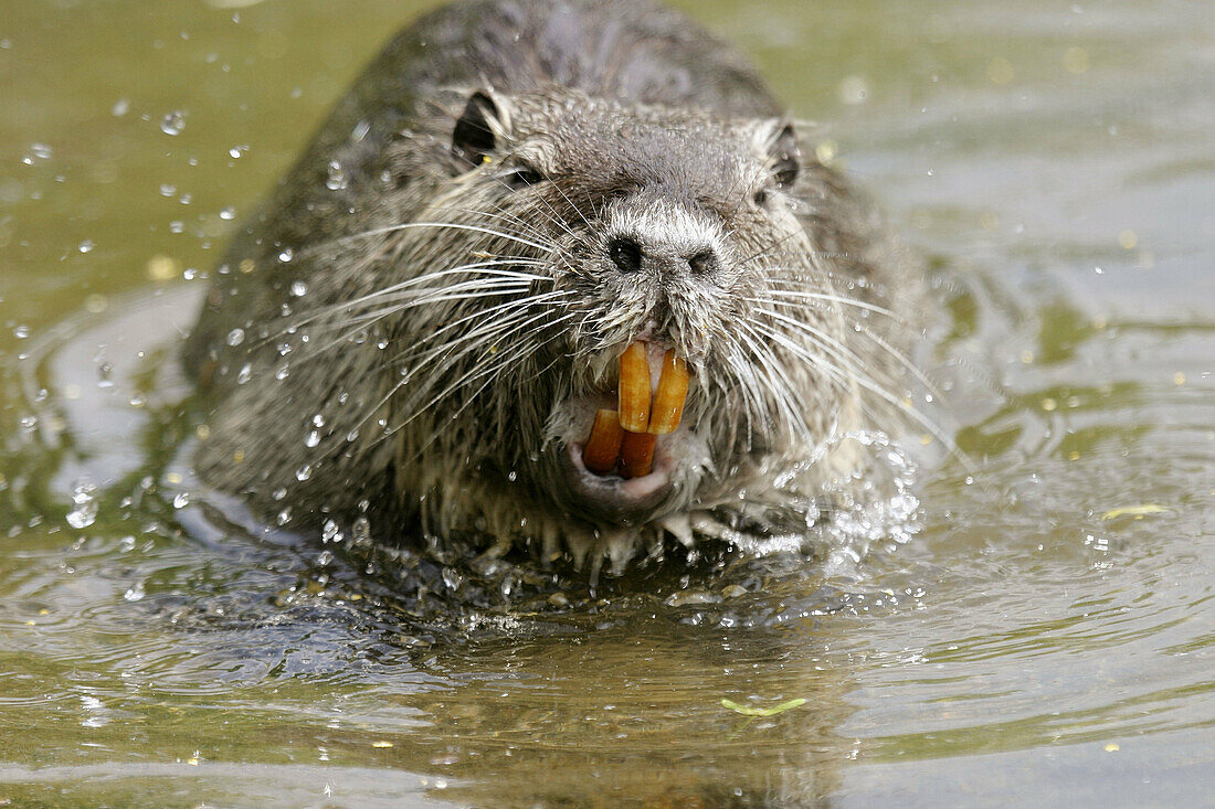 Nutria coypu (Myocastor coypus).