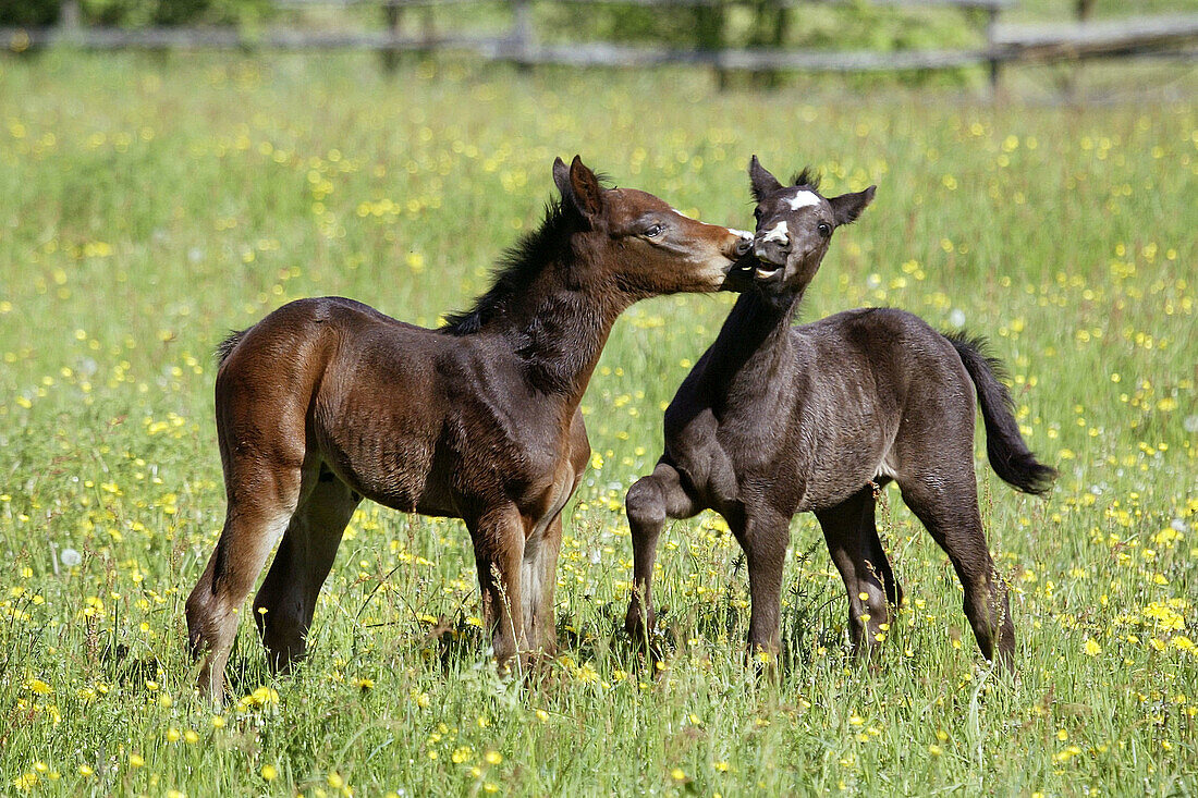 German Pony, foals