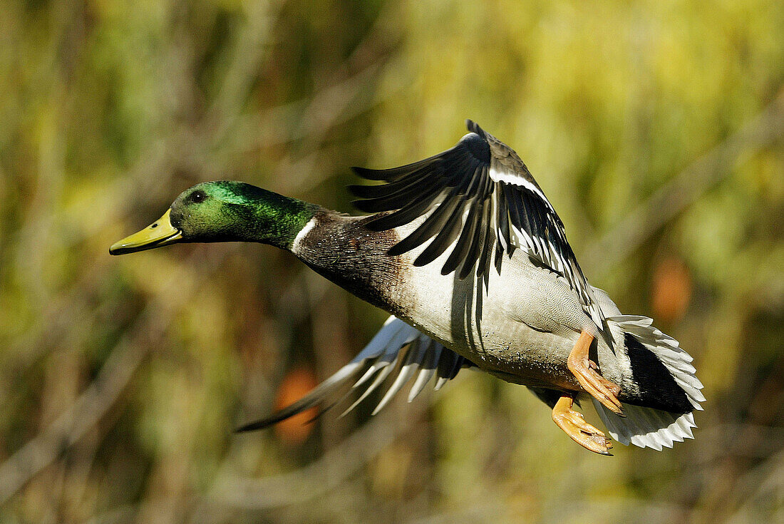 Mallard (Anas platyrhynchos)