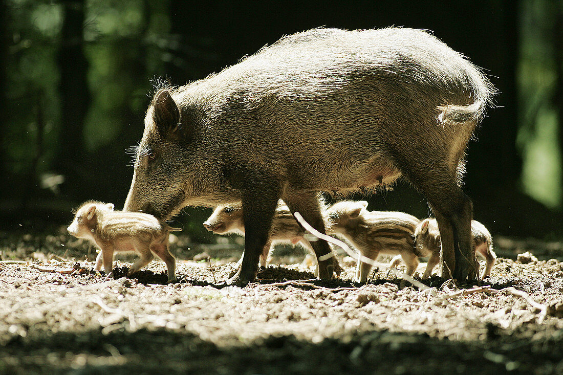 Wild Boar (Sus scrofa), sow with piglets