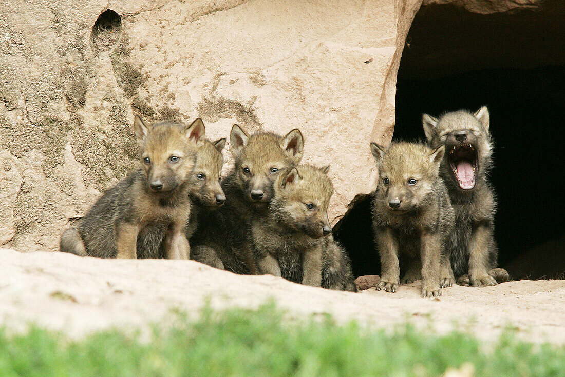 Wolves (Canis lupus) cubs in front of her home. Captive