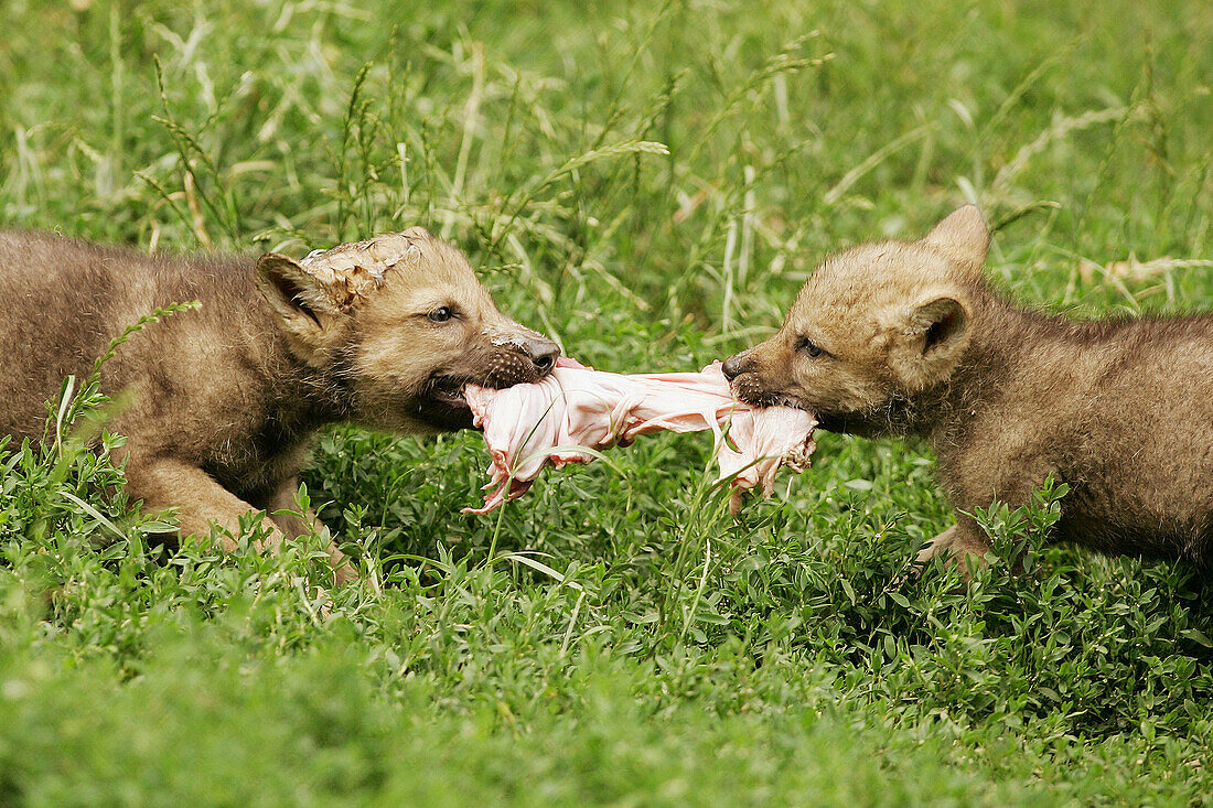 Wolfves (Canis lupus), cubs