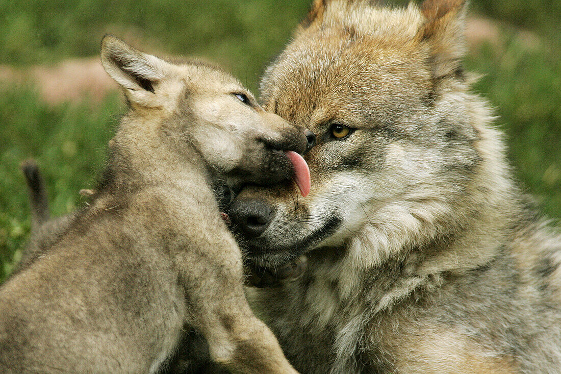 Adukt Wolf (Canis lupus) with cub – License image – 70191516 lookphotos