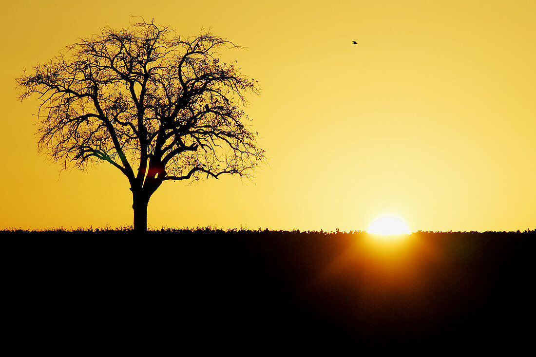 Tree in sunrise, Germany