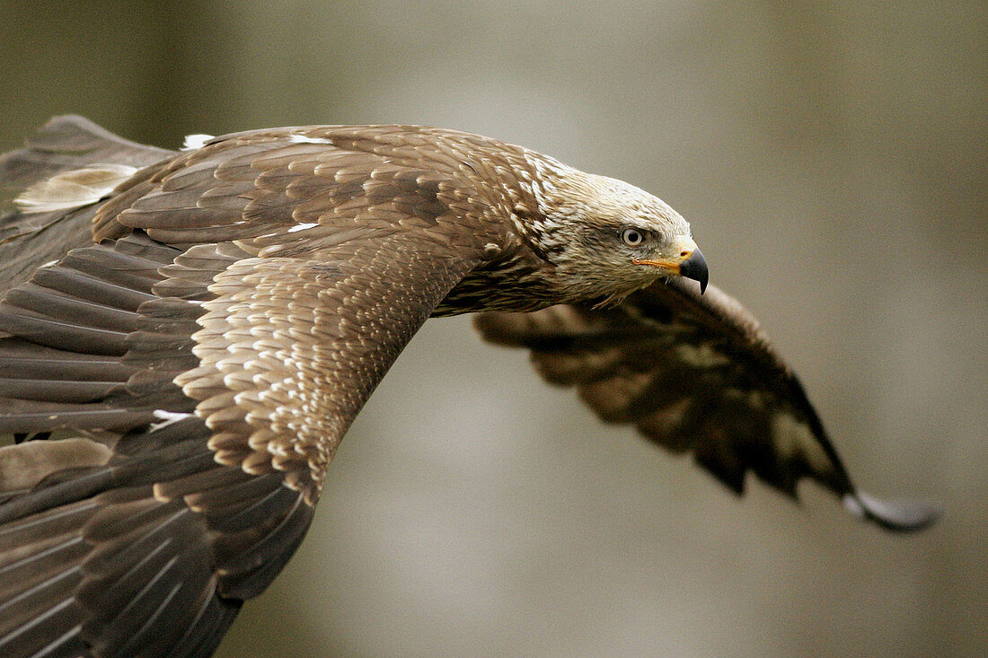 Black Kite (Milvus migrans)