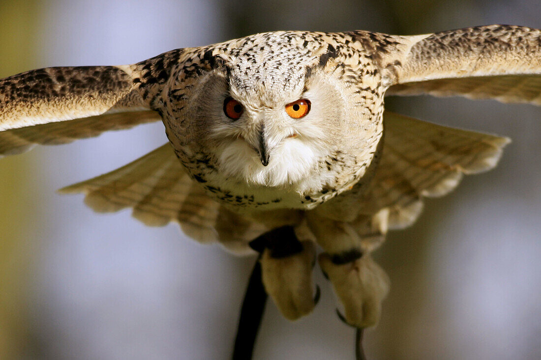 Eagle Owl (Bubo bubo). Captive