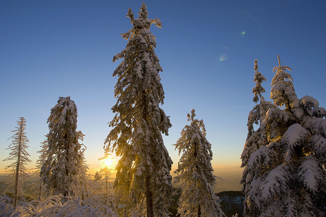Snow-covered Spruce trees in sunset, Northern Blackforest, Baden-Württemberg. Germany