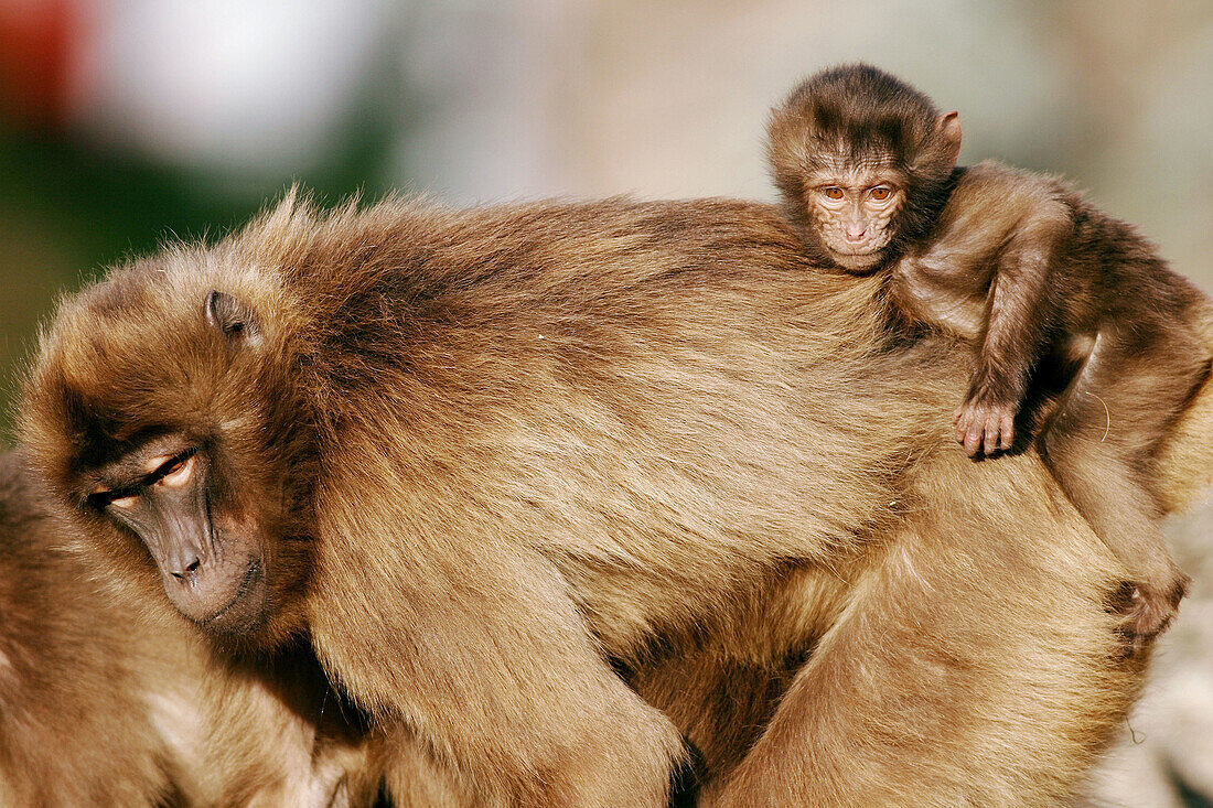 Gelada baboon (Theropithecus gelada). Captive, adult with cub