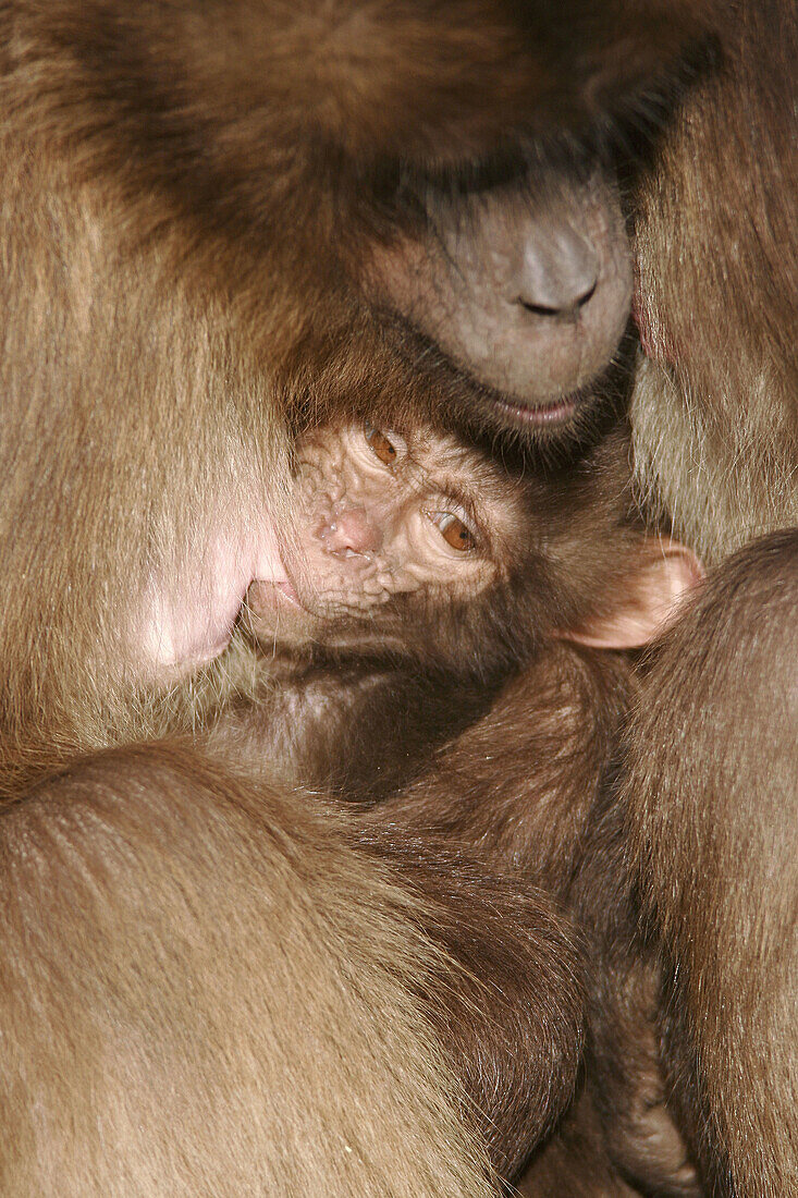 Gelada baboon (Theropithecus gelada). Captive, adult with cub
