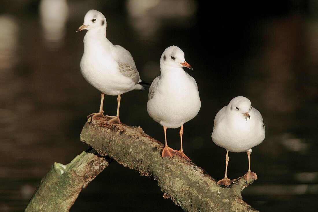 Black-headed gull (Larus ridibundus)