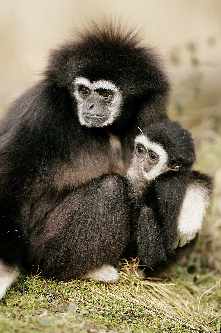 White-Handed Gibbons (Hylobates lar), adult with cub. Captive