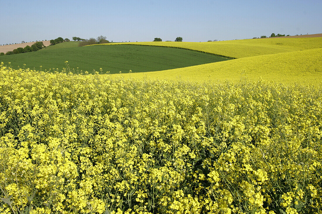 Blooming rape field near Eschelbach, Sinsheim, Baden-Württemberg, Germany (May, 2005)