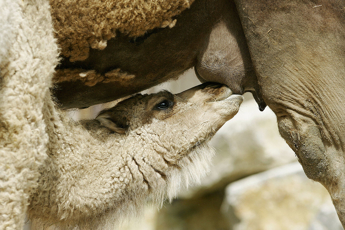 Young dromedary (Camelus dromedarius) is drinking, captive in zoo. Rhineland-Palatinate, Germany