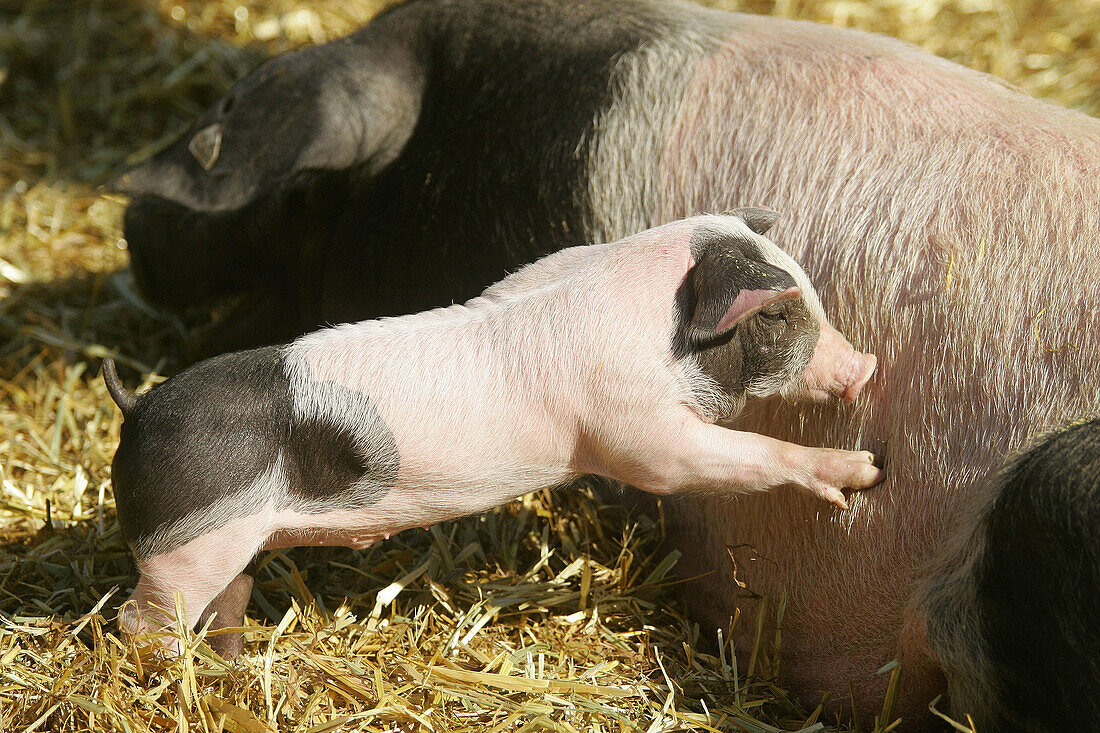 Domestic pig, sow with piglet