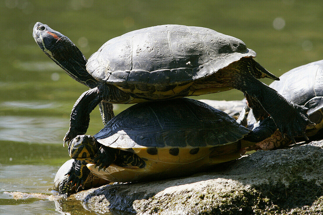 Red-eared Slider (Trachemys scripta elegans). Germany