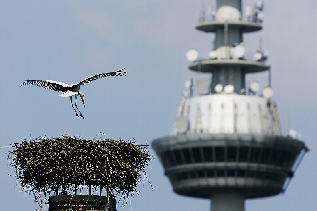 White Stork (Ciconia ciconia) by nest