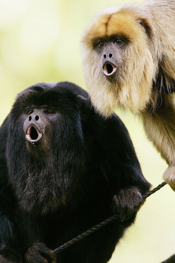 Black Howler Monkey (Alouatta caraya), captive roaring. The Netherlands