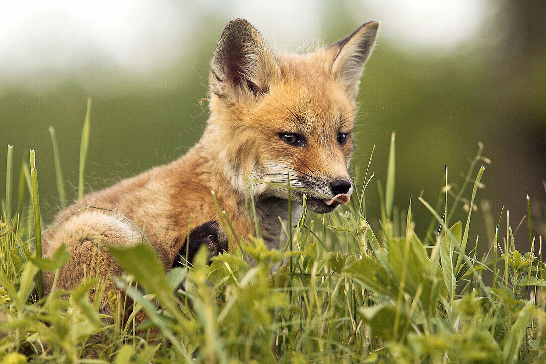 Red Fox (Vulpes vulpes) cub. Minnesota, USA