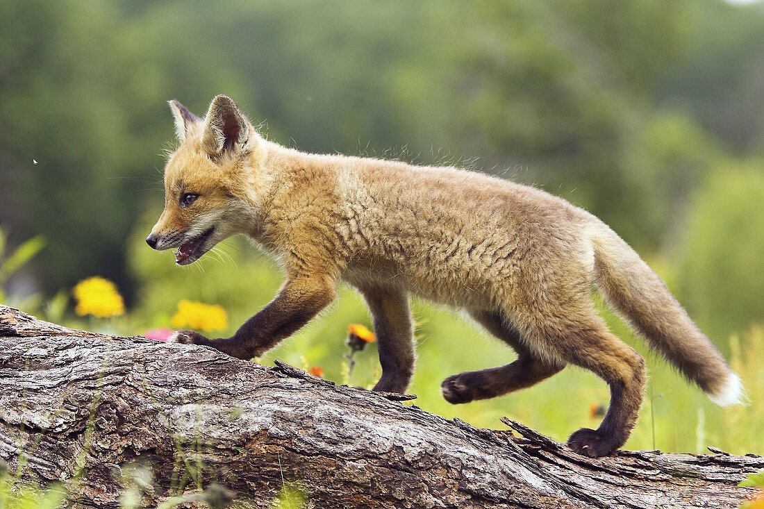 Red Fox (Vulpes vulpes) cub. Minnesota, USA