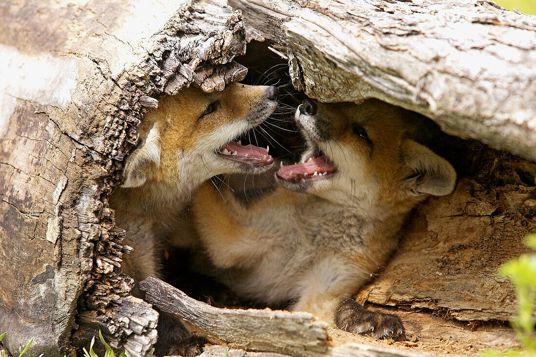 Red Fox (Vulpes vulpes) cubs. Minnesota, USA