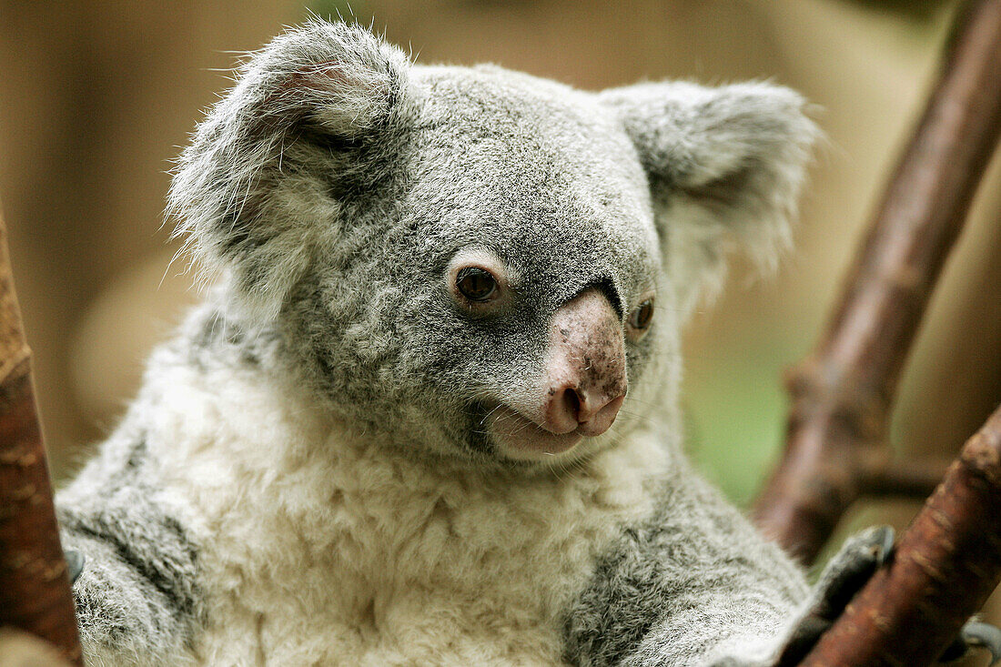 Koala (Phascolarctos cinereus), captive. Germany