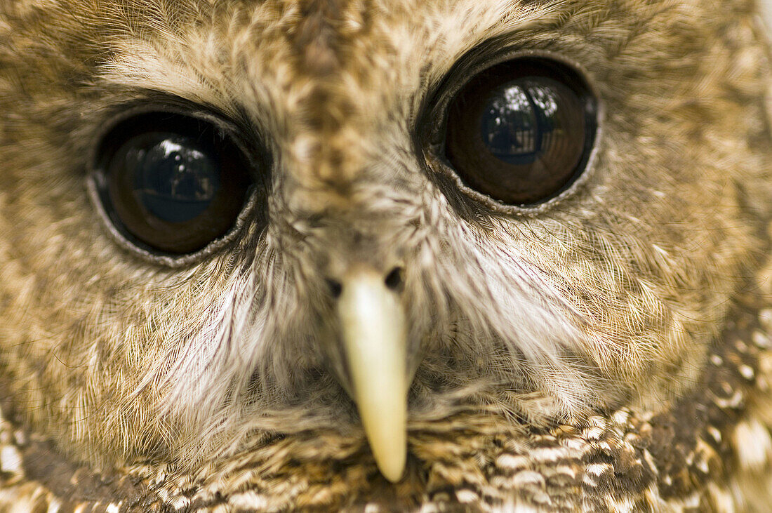 Juvenile Spotted Owl (Strix occidentalis). Threatened species in US, taken in Oregon, USA