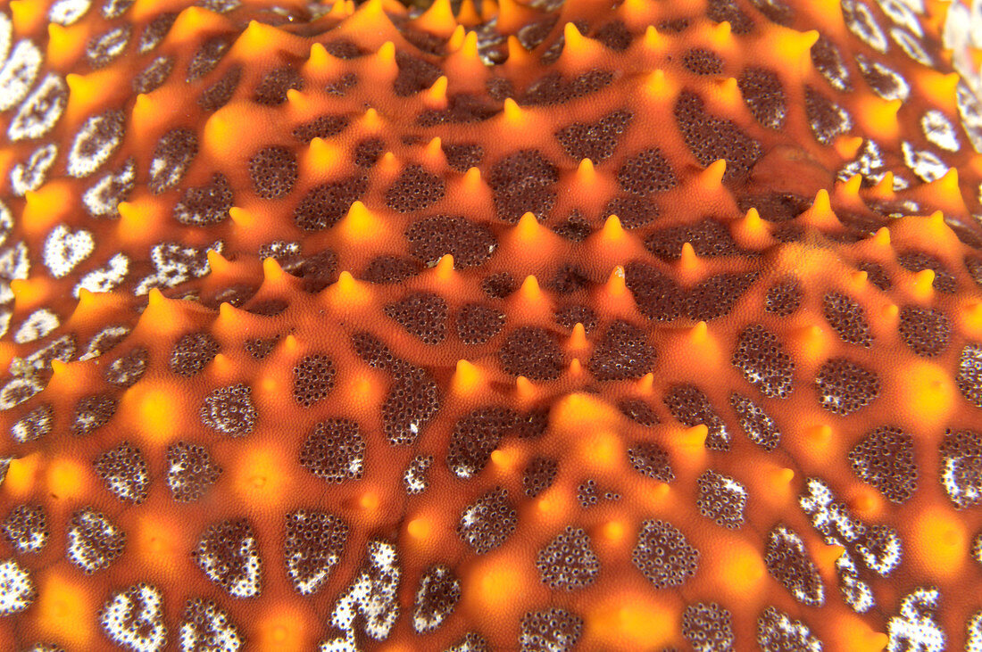 Surface close-up of Panamic Cushion Star, Sea of Cortez, Mexico