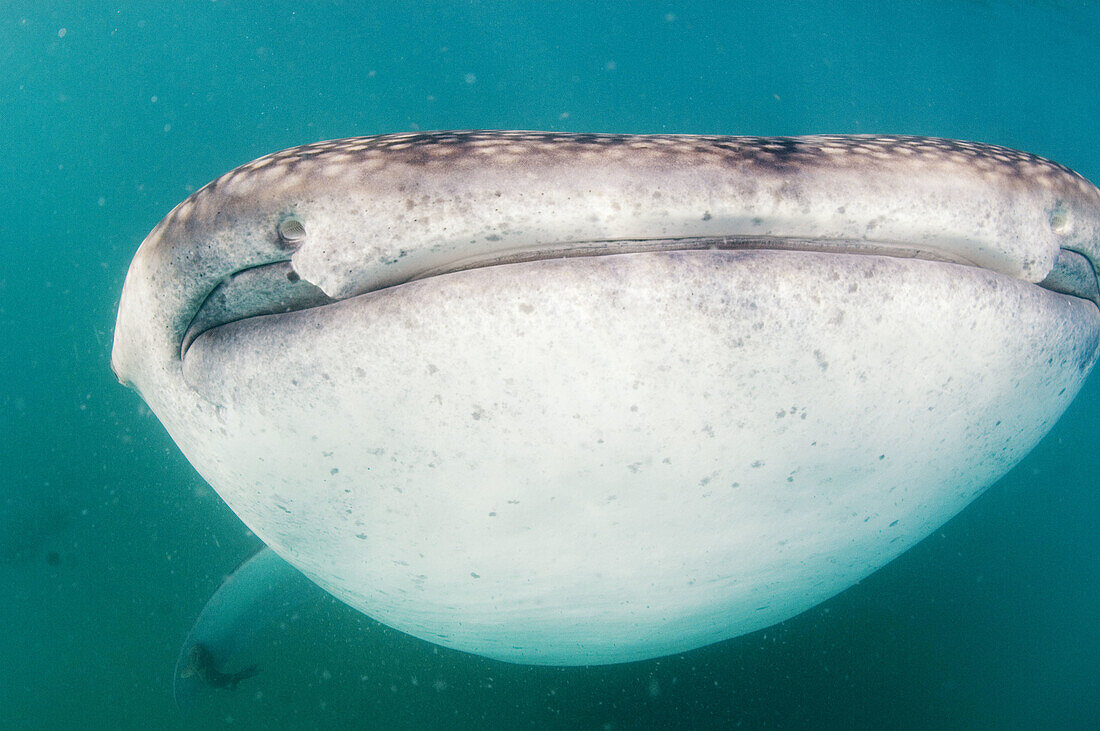 Whale Shark, Rhincodon typus, The Whale Shark has a capacious mouth which can be up to 1.5 m (5 ft) wide and can contain up to 300 rows of tiny teeth. Photographed in the Bay of La Paz, Sea of Cortez, Mexico.  It is the worlds largest fish.