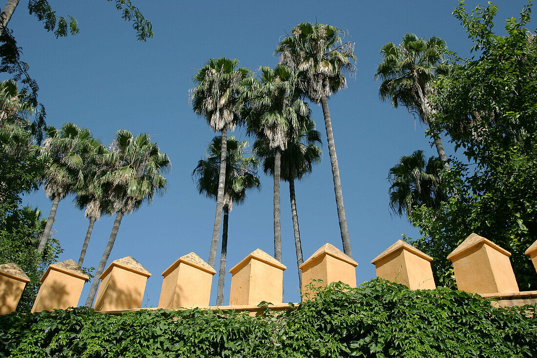 Palm trees over a wall. Maria Luisa Park. Sevilla. Andalucia. Spain.