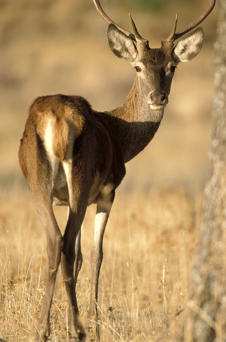 Deer (Cervus elaphus). Sierra Morena, Ciudad Real province. Castilla-La Mancha, Spain