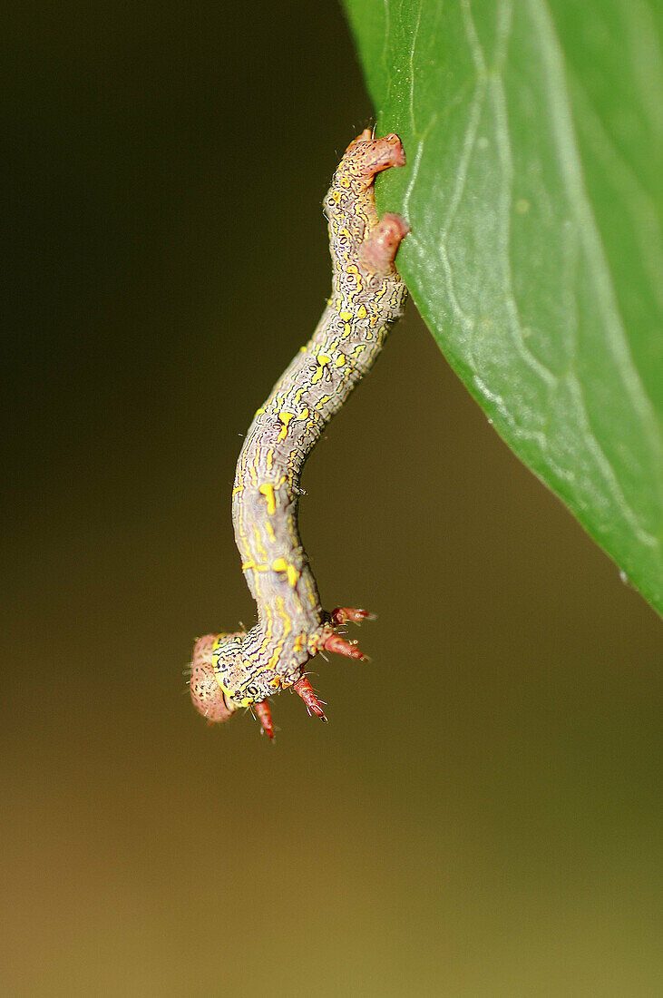 Garden Carpet (Xanthorhoe fluctuata) larva. Sierra Madrona, Ciudad Real, Spain