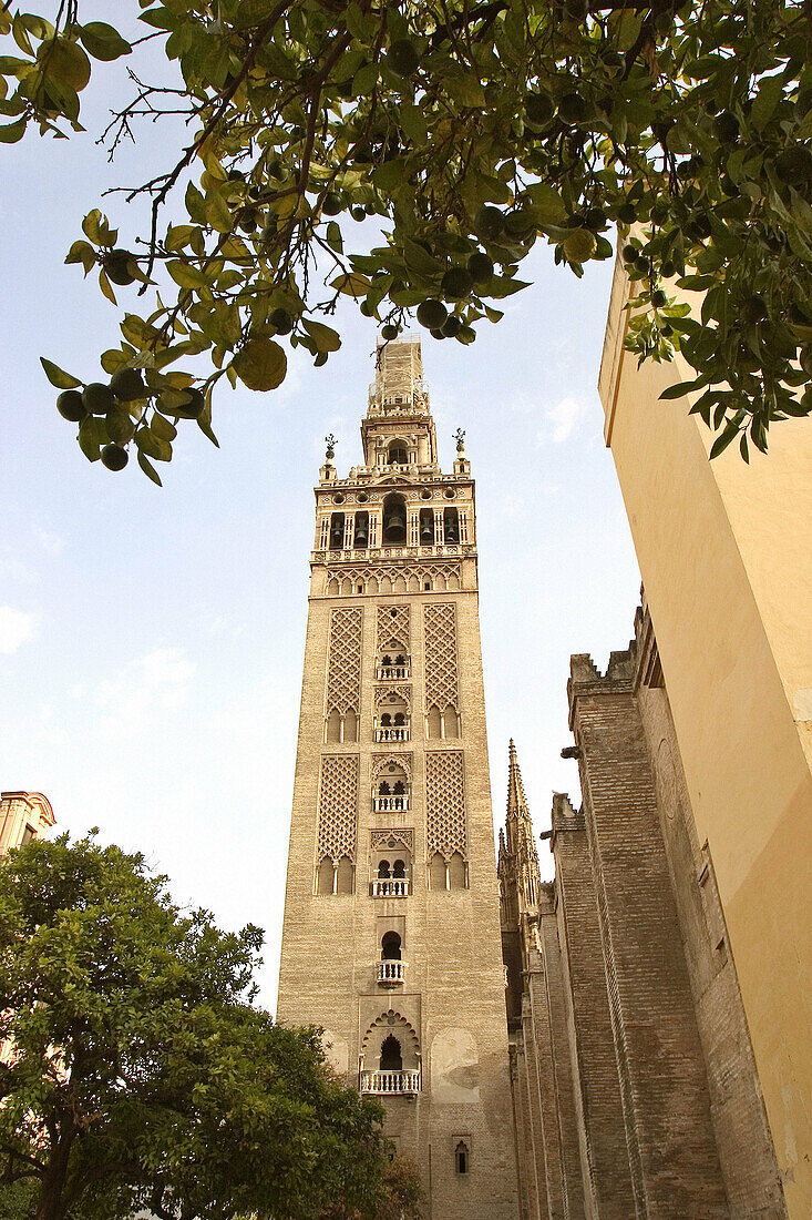 Giralda tower, Sevilla. Andalusia, Spain