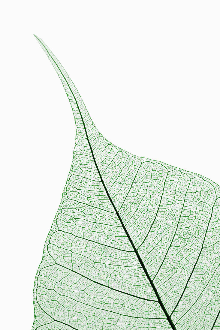 Leaf