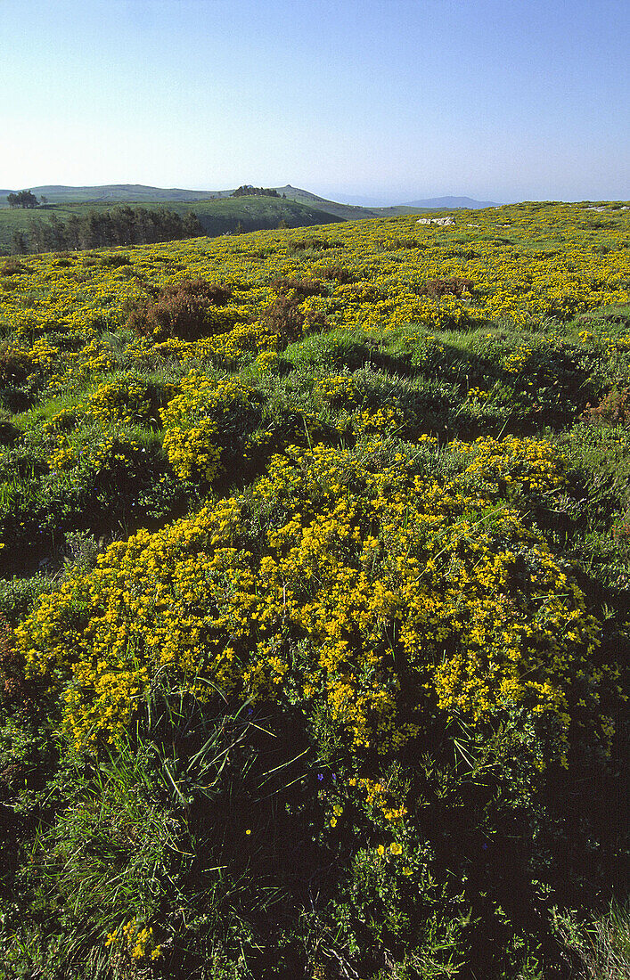 Sierra de Leboreiro, Baixa Limia-Serra do Xurés Natural Park. Orense province, Galicia, Spain