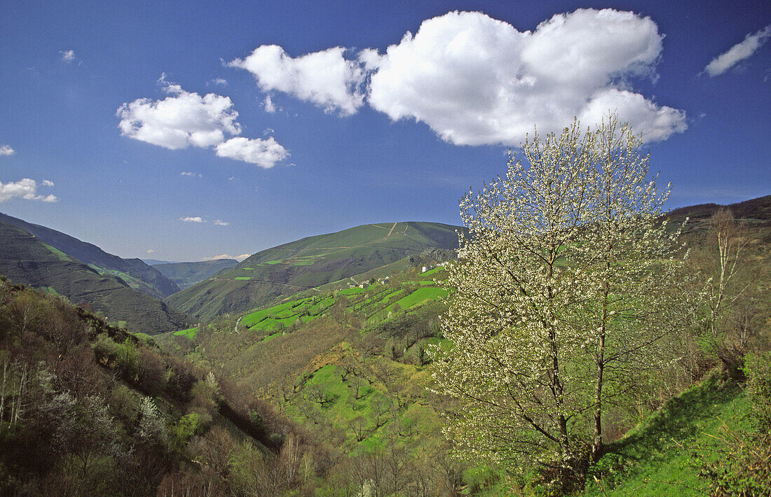 Paisaje en primavera, Pueblo de Donis, Los Ancares, Lugo province, Galicia. Spain