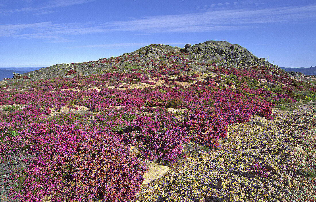 Santa Eufemia, Baixa Limia-Serra do Xurés Natural Park. Orense province, Galicia, Spain