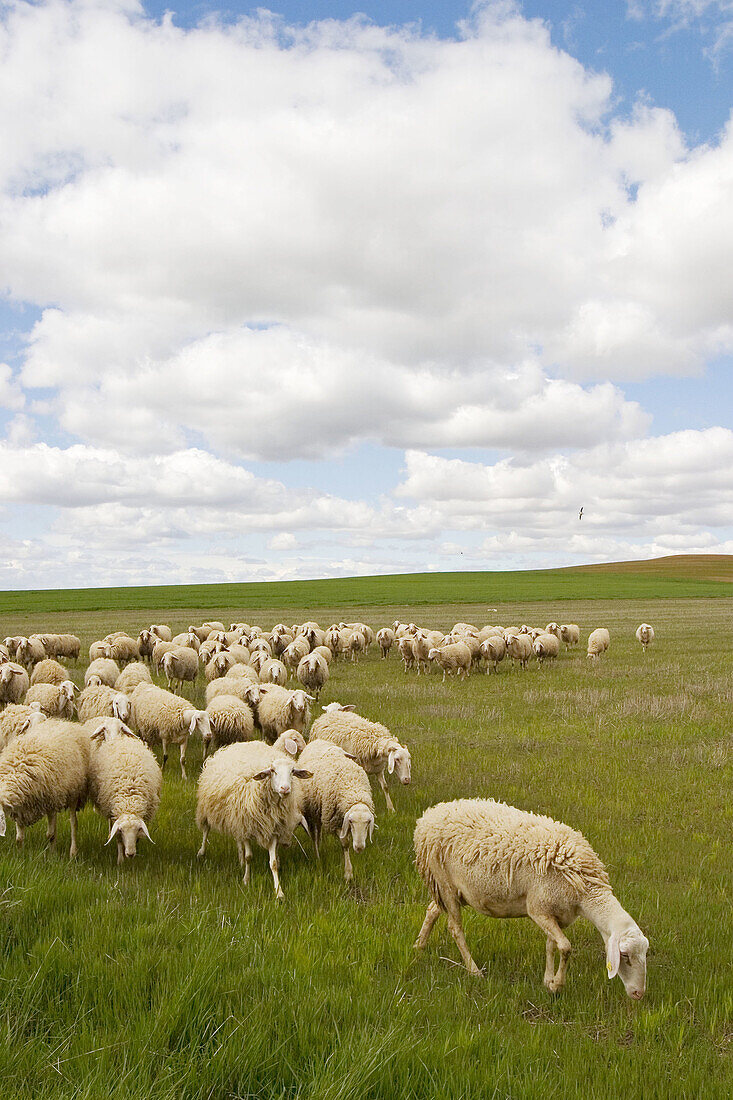 Flock of assaf breed, Montamarta. Zamora province, Castilla-León, Spain