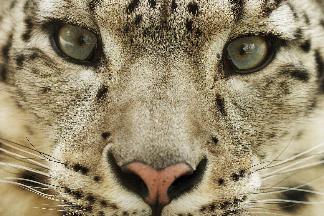 Snow Leopard (Uncia uncia) close up