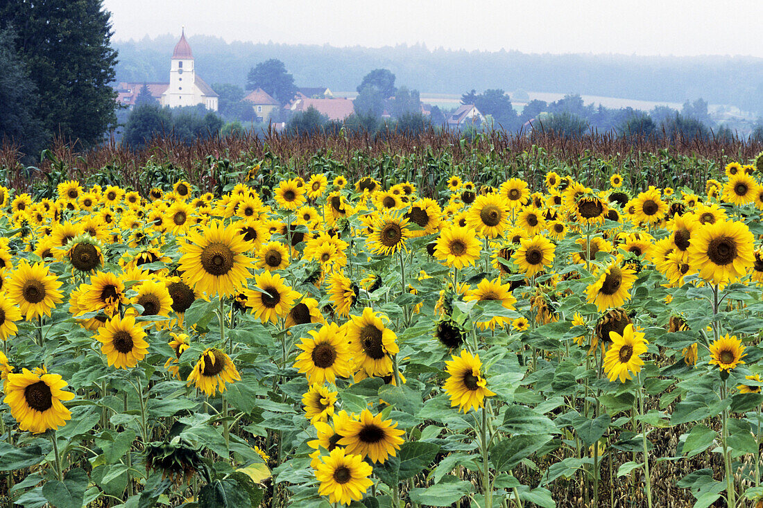 Sunflowers field near a village in Franconia - Bavaria/Germany